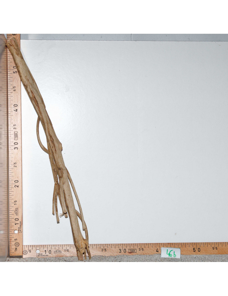 Racine de Talawa Wood - 46b