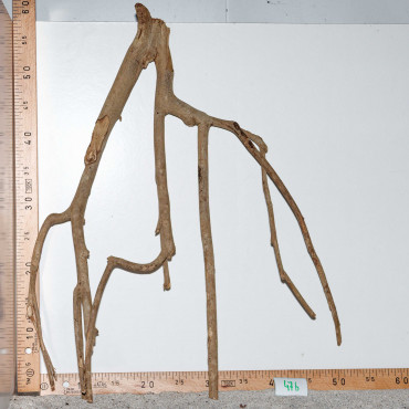 Racine de Talawa Wood - 47b