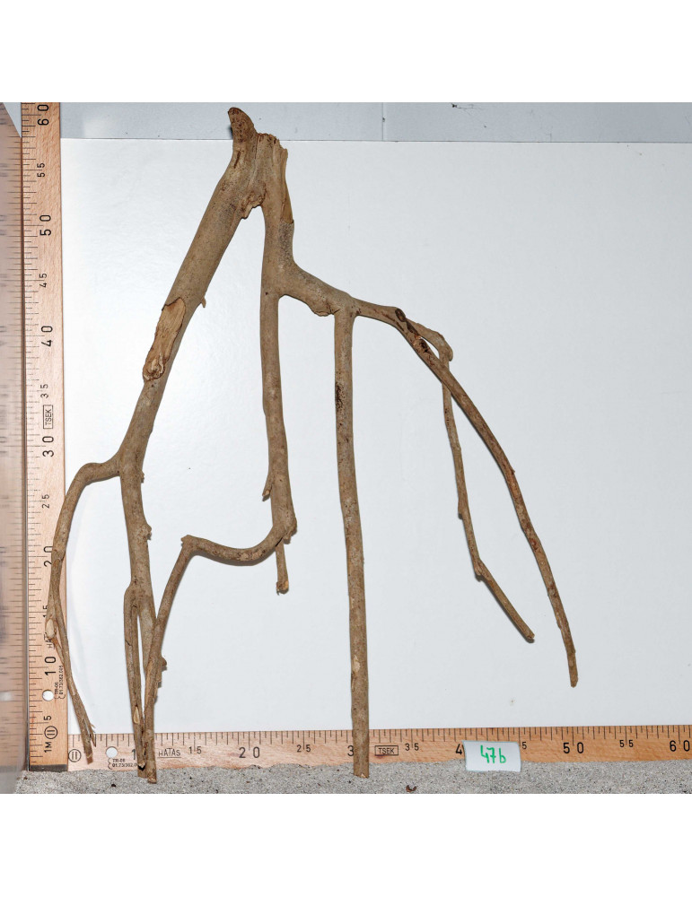 Racine de Talawa Wood - 47b