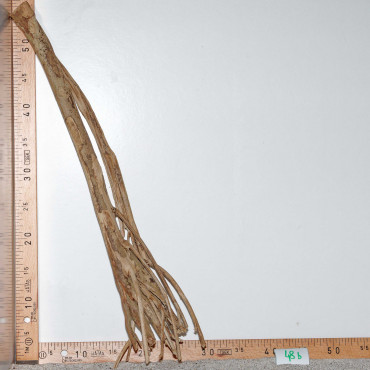 Racine de Talawa Wood - 48b