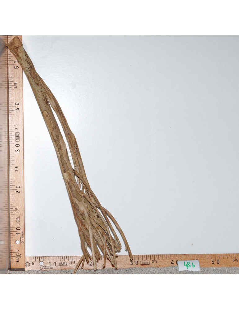 Racine de Talawa Wood - 48b