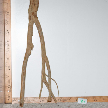 Racine de Talawa Wood - 49b