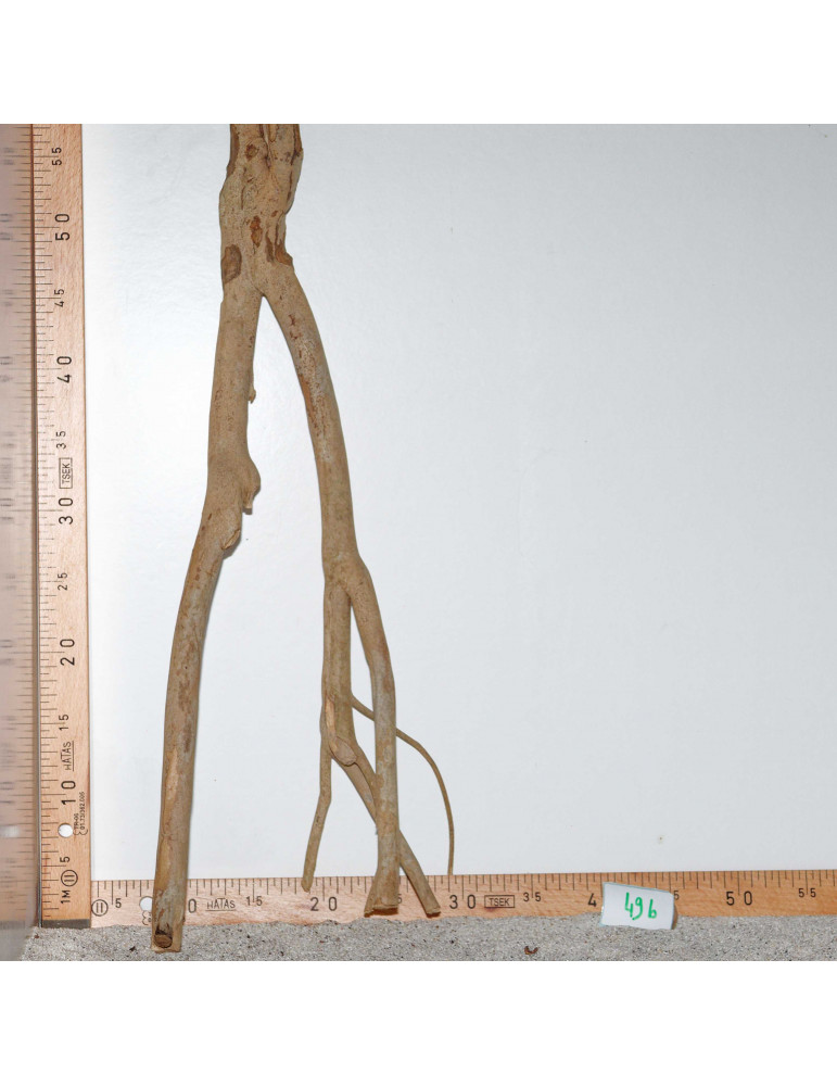 Racine de Talawa Wood - 49b