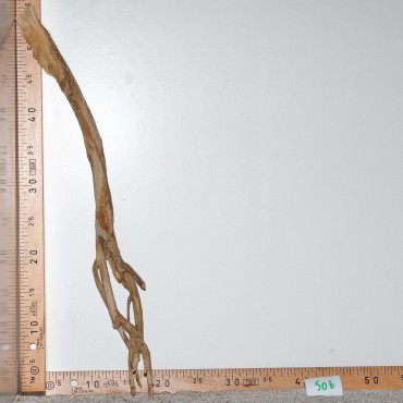 Racine de Talawa Wood - 50b