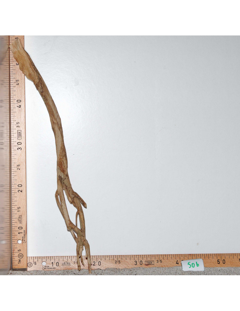 Racine de Talawa Wood - 50b