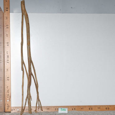 Racine de Talawa Wood - 51b