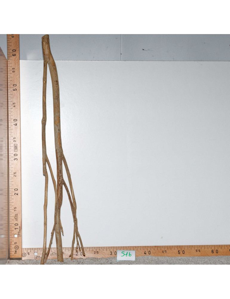 Racine de Talawa Wood - 51b