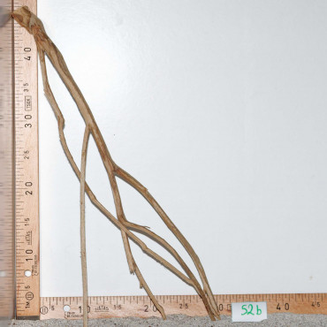 Racine de Talawa Wood - 52b