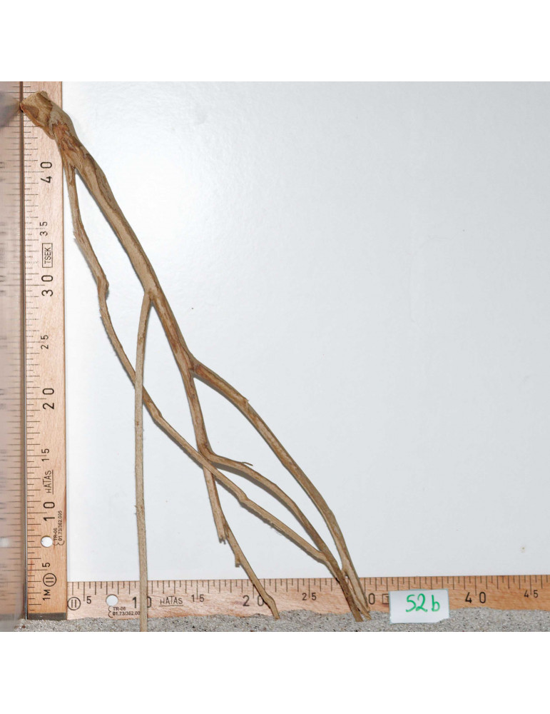 Racine de Talawa Wood - 52b