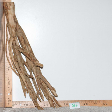 Racine de Talawa Wood - 53b