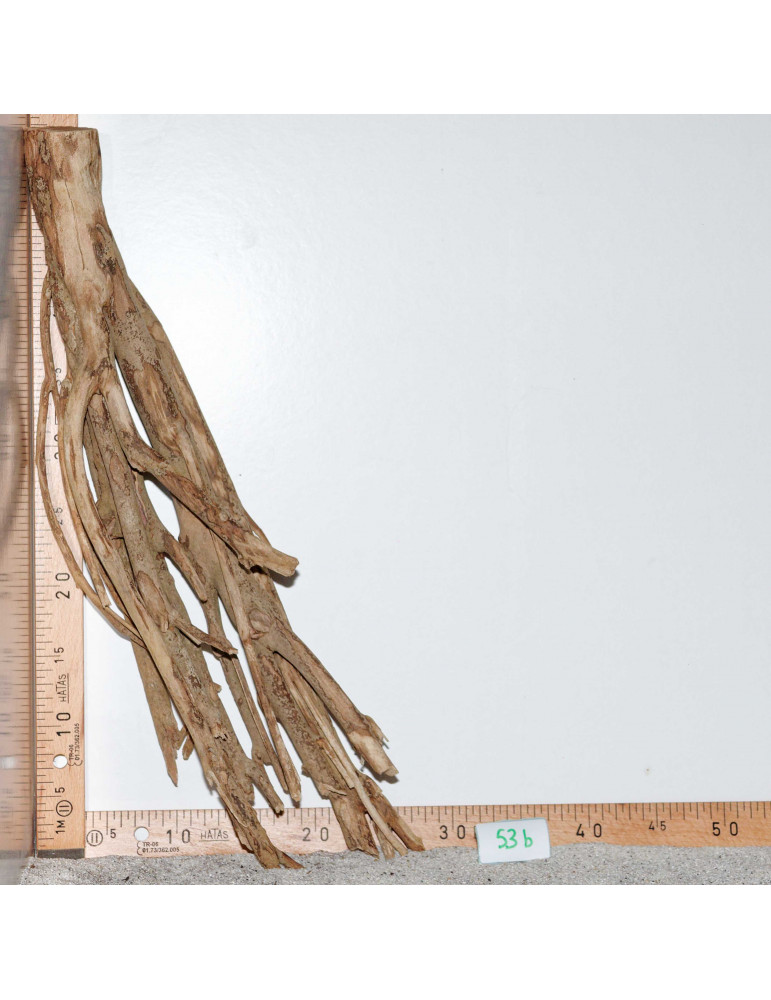 Racine de Talawa Wood - 53b