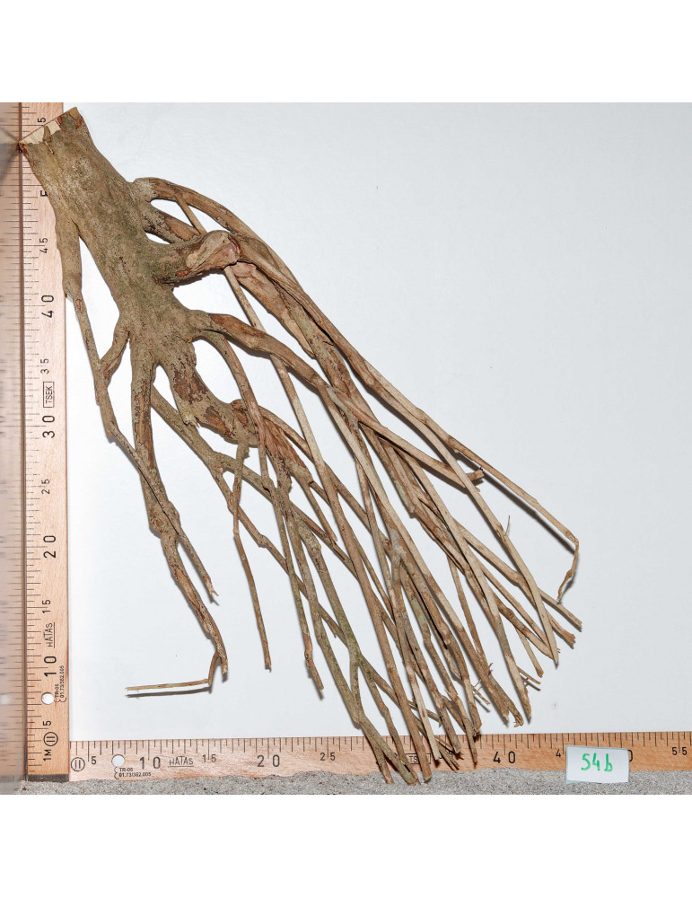 Racine de Talawa Wood - 54b