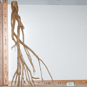 Racine de Talawa Wood - 56b