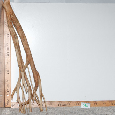 Racine de Talawa Wood - 57b