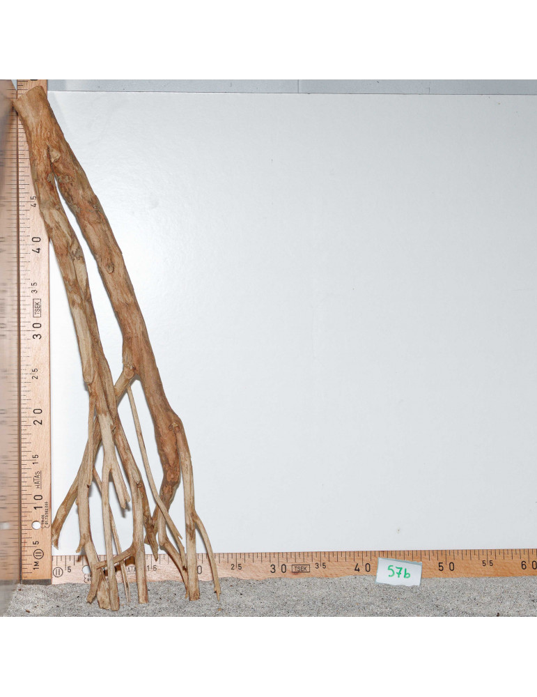 Racine de Talawa Wood - 57b