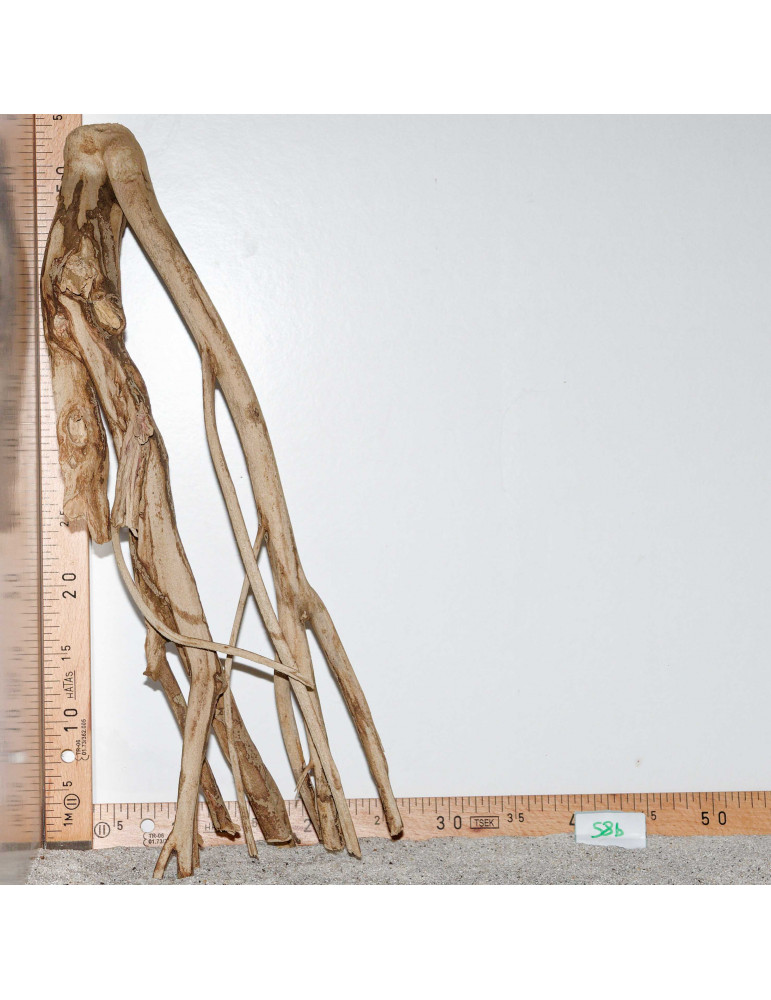 Racine de Talawa Wood - 58b