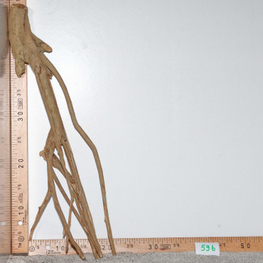 Racine de Talawa Wood - 59b