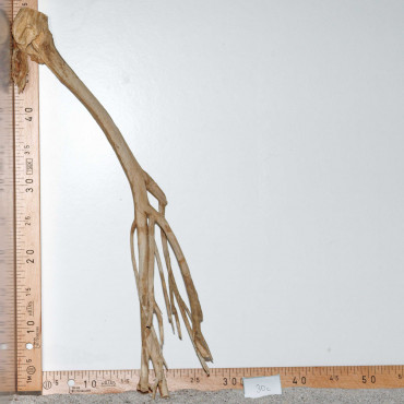 Racine de Talawa Wood - 30c