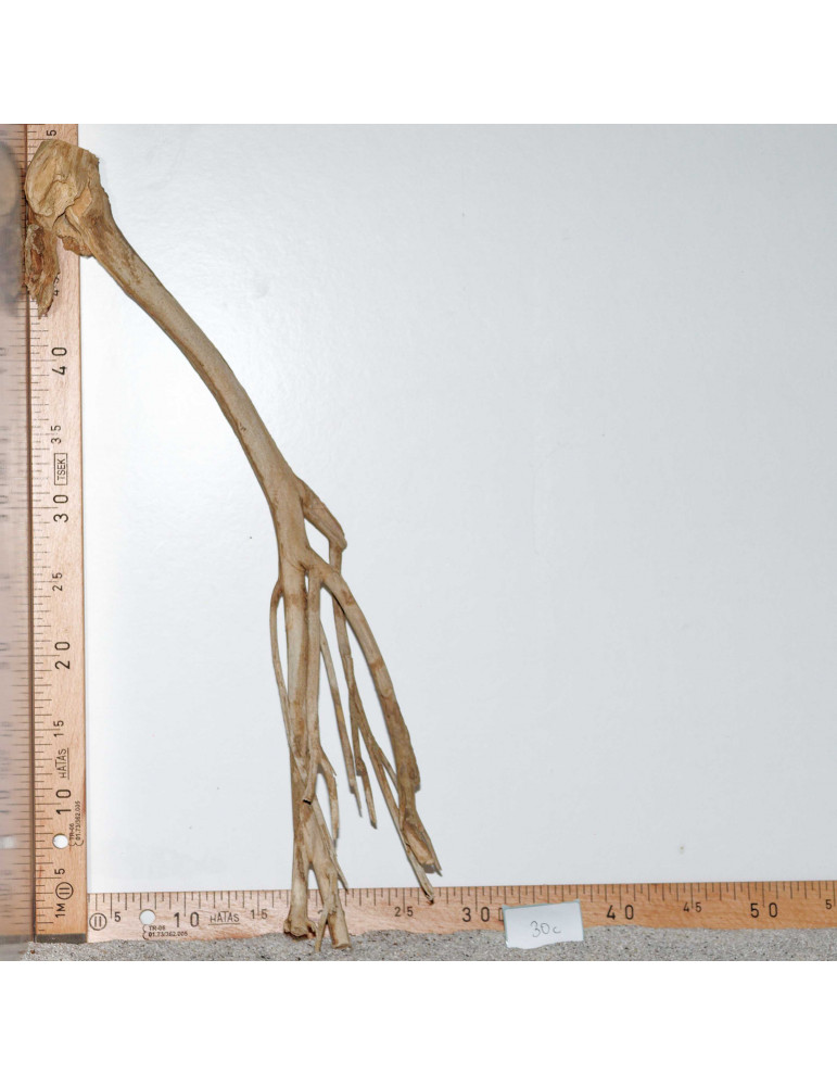 Racine de Talawa Wood - 30c