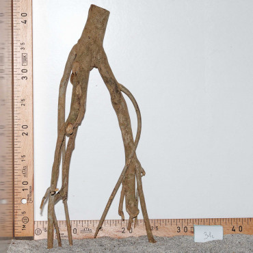 Racine de Talawa Wood - 31c