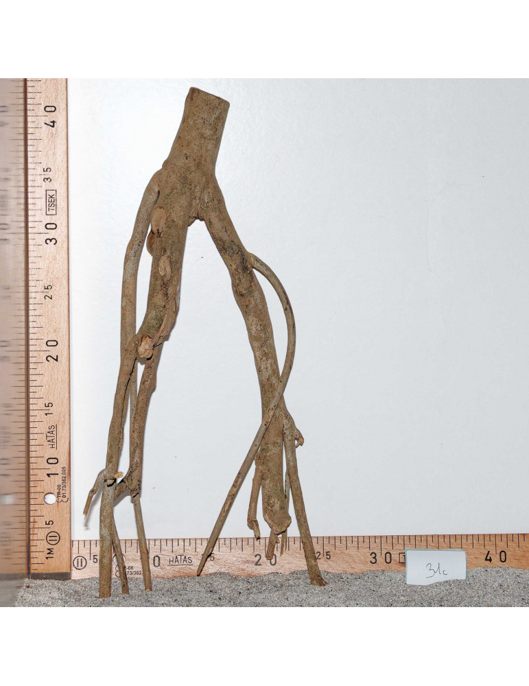 Racine de Talawa Wood - 31c