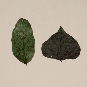 Feuilles de Dadap x300