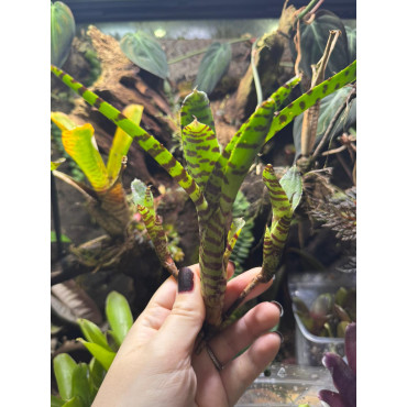 Neoregelia ampullacea var....