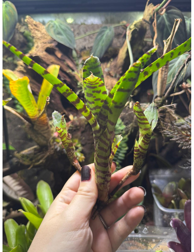 Neoregelia ampullacea var. tigrina