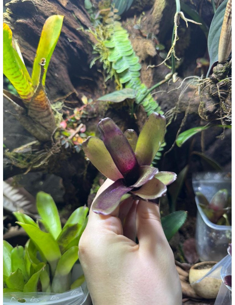 Neoregelia Mephisto