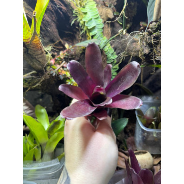 Neoregelia Super Fireball