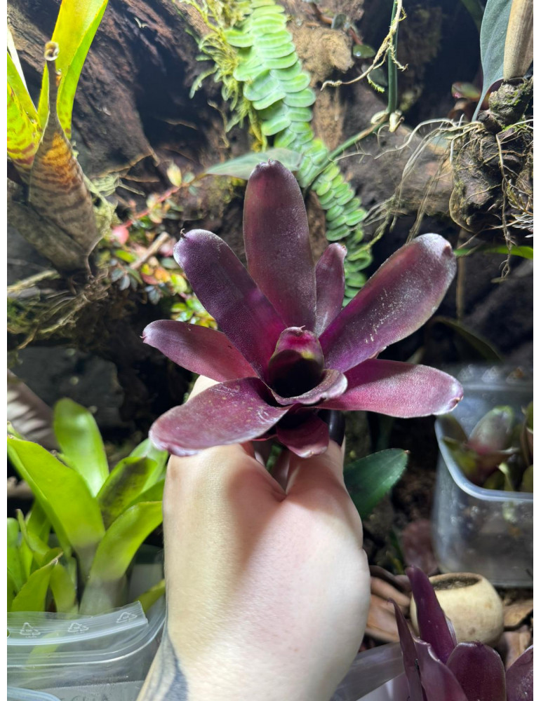 Neoregelia Super Fireball
