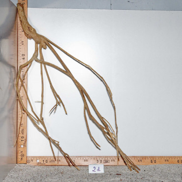 Racine de Talawa Wood - 2d