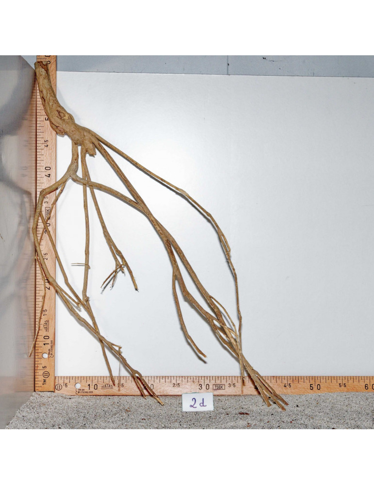 Racine de Talawa Wood - 2d