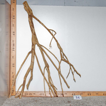 Racine de Talawa Wood - 3d