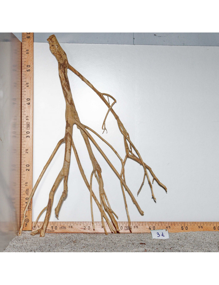 Racine de Talawa Wood - 3d