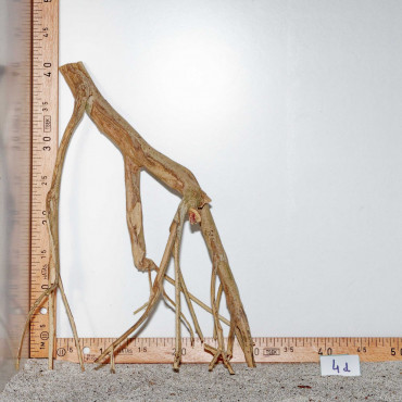 Racine de Talawa Wood - 4d