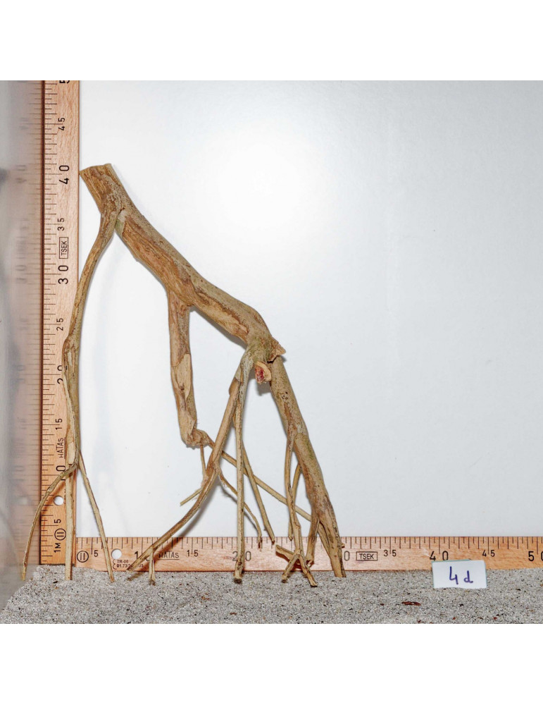 Racine de Talawa Wood - 4d
