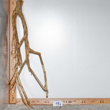 Racine de Talawa Wood - 19d