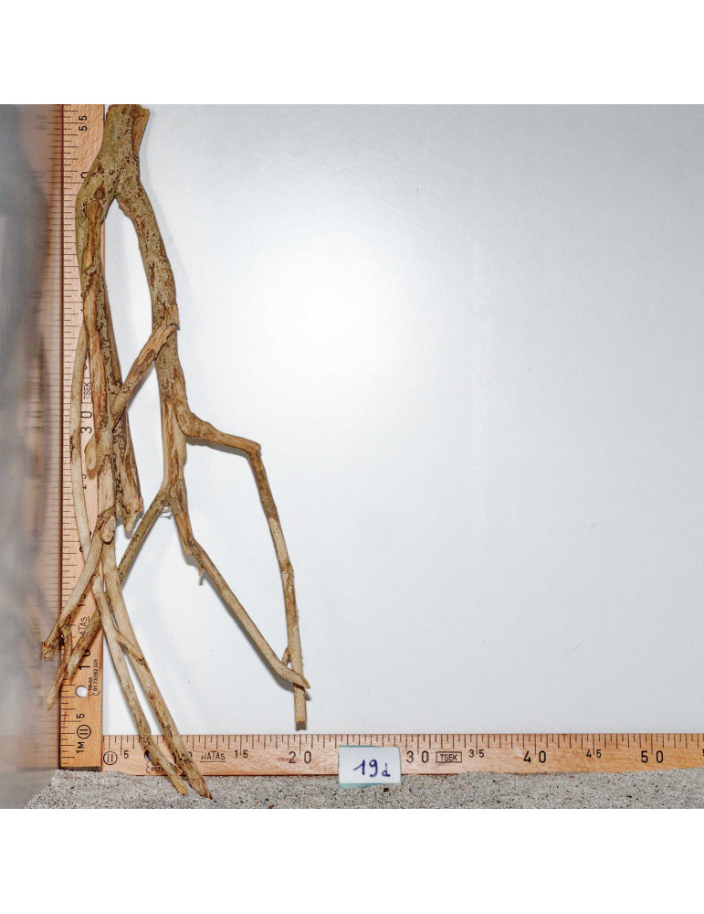 Racine de Talawa Wood - 19d