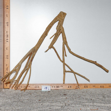 Racine de Talawa Wood - 18d