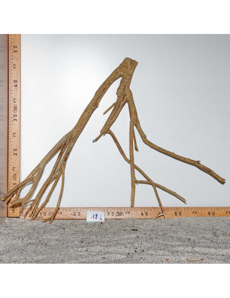 Racine de Talawa Wood - 18d