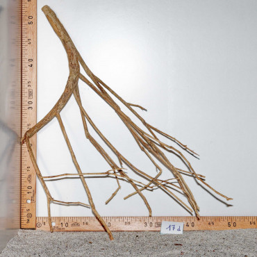 Racine de Talawa Wood - 17d