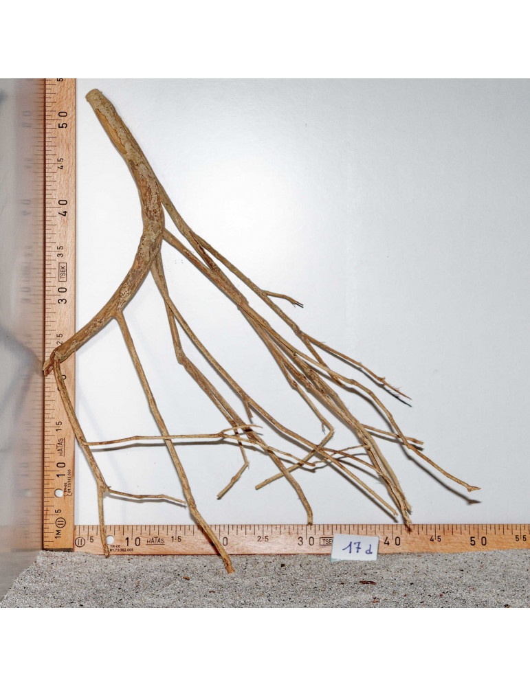 Racine de Talawa Wood - 17d