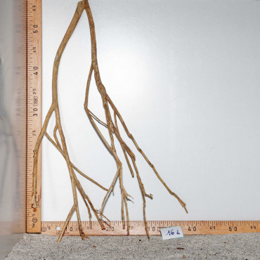 Racine de Talawa Wood - 16d