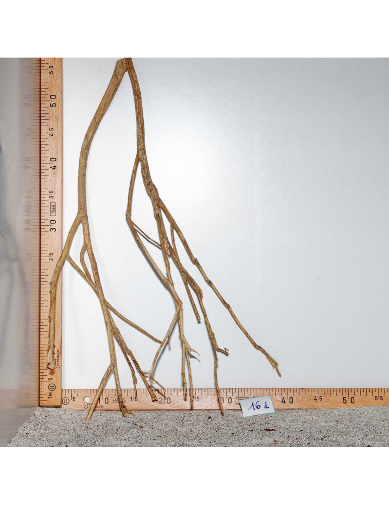 Racine de Talawa Wood - 16d