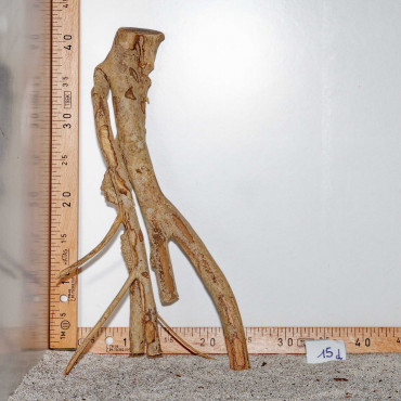 Racine de Talawa Wood - 15d