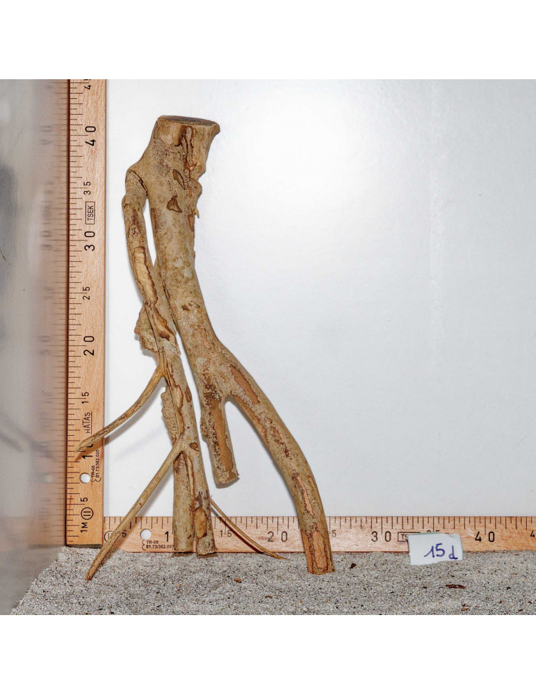 Racine de Talawa Wood - 15d