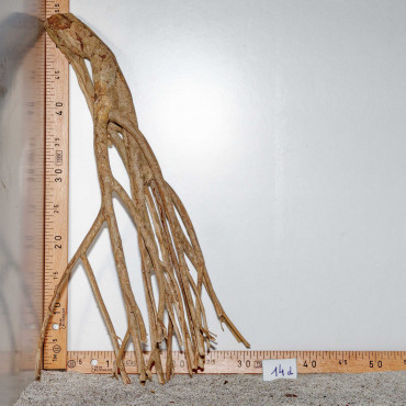 Racine de Talawa Wood - 14d