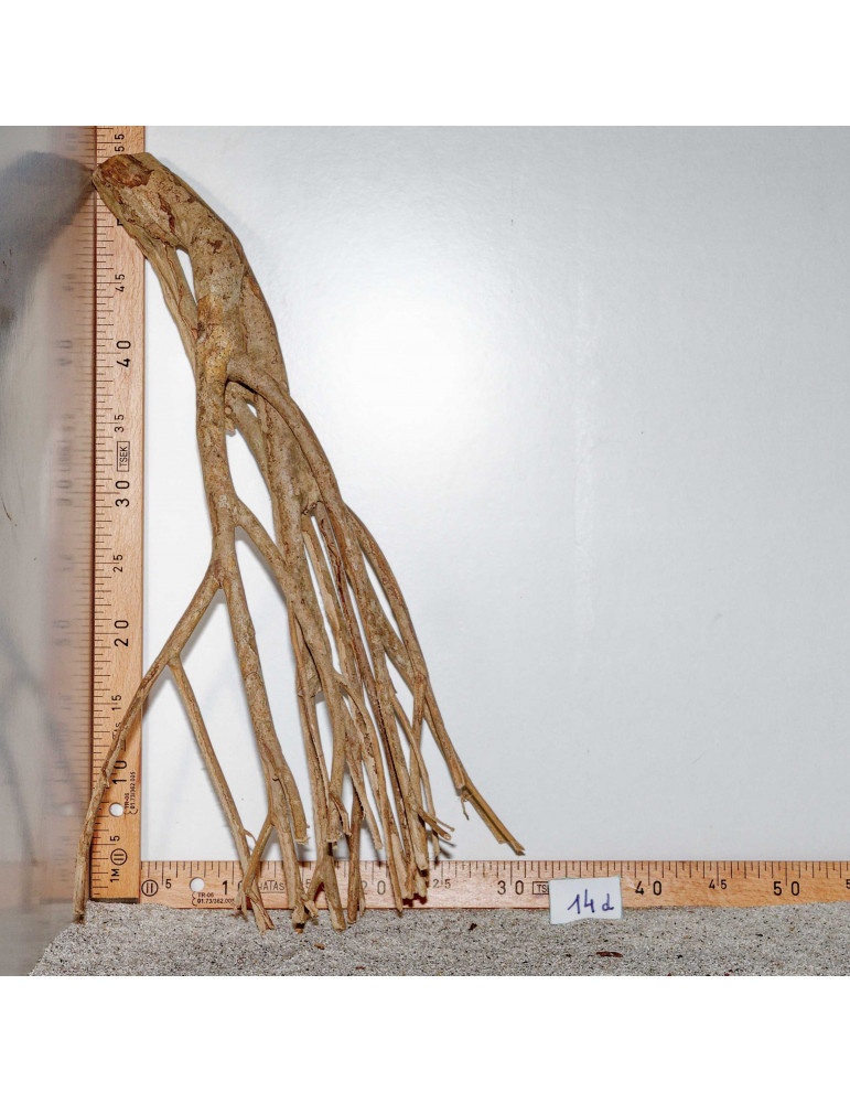 Racine de Talawa Wood - 14d