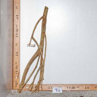 Racine de Talawa Wood - 7d